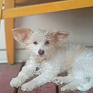 Bella-Rose is registered to the contest to win money with this photo: brown_nose, chair_leg, collar, curious, cute, dog, domestic_animal, eyes, floppy_ears, fluffy_fur, paws, pet, porch, puppy, relaxed, sitting, small_dog, white_dog, wooden_deck, yellow_chair