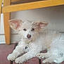brown_nose, chair_leg, collar, curious, cute, dog, domestic_animal, eyes, floppy_ears, fluffy_fur, paws, pet, porch, puppy, relaxed, sitting, small_dog, white_dog, wooden_deck, yellow_chair
