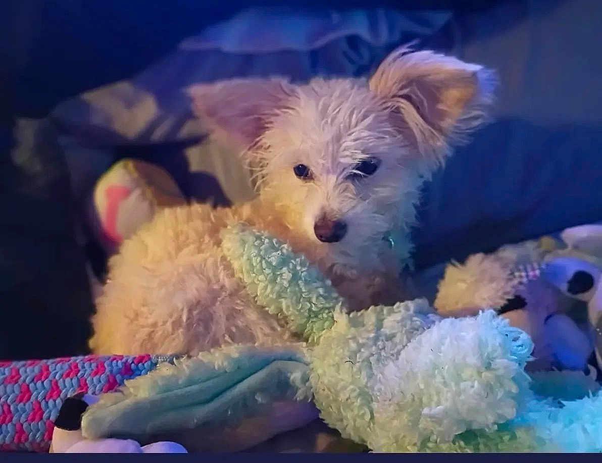 Bella-Rose is registered to the contest to win money with this photo: bed, blanket, closeup, cozy, cuddle, dog, ears, evening_light, eyes, fluffy, indoor, nose, pet, plush, portrait, puppy, relaxed, soft_texture, stuffed_toy, white_fur