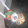 Rosey joined the competition — help win amazing prizes! dog, pet, sweater, flash, blue_eyes, indoor, couch, furniture, blur, close_up, small_dog, animal, christmas_sweater, living_room, collar, canine, domestic_animal, cute, holiday, wearing_clothes