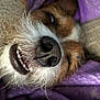 Rosey joined the competition — help win amazing prizes! dog, close_up, smiling, teeth, nose, fur, whiskers, blanket, purple_blanket, sleeping, resting, pet, cozy, cute, animal, domestic_animal, face, lying_down, relaxed, indoors