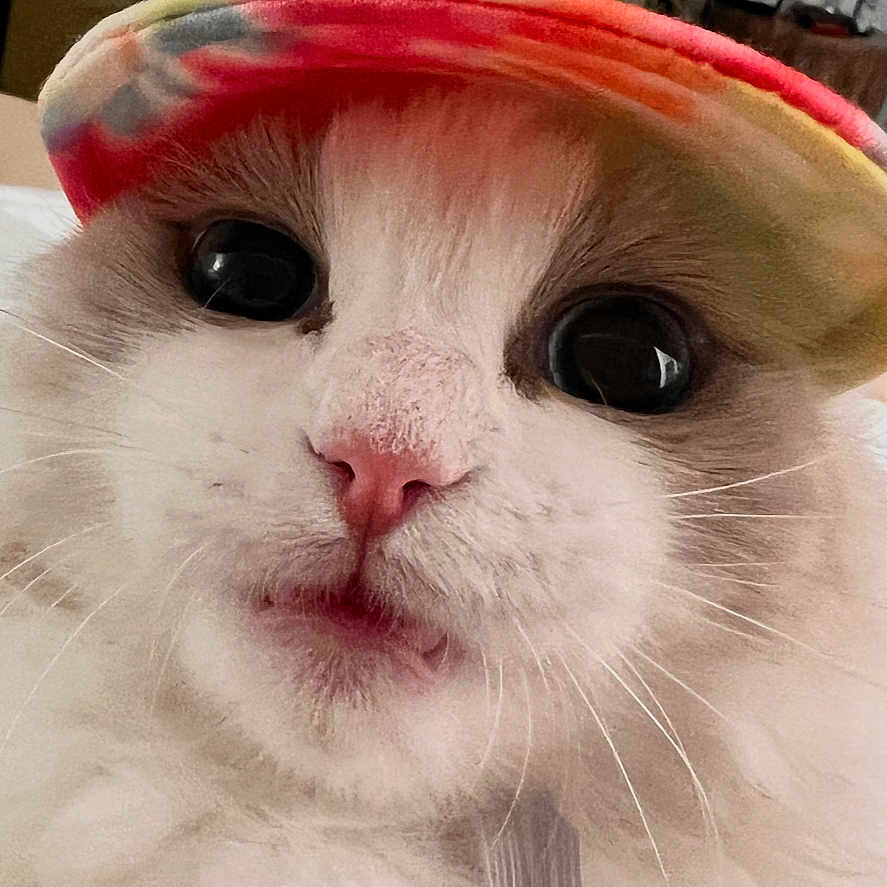 Nina joined the competition — help win amazing prizes! advertisement, angora, animal, baseballcap, book, cap, cat, clothing, face, hat, head, kitten, person, pet, photography, portrait, poster, publication, snout, sunhat