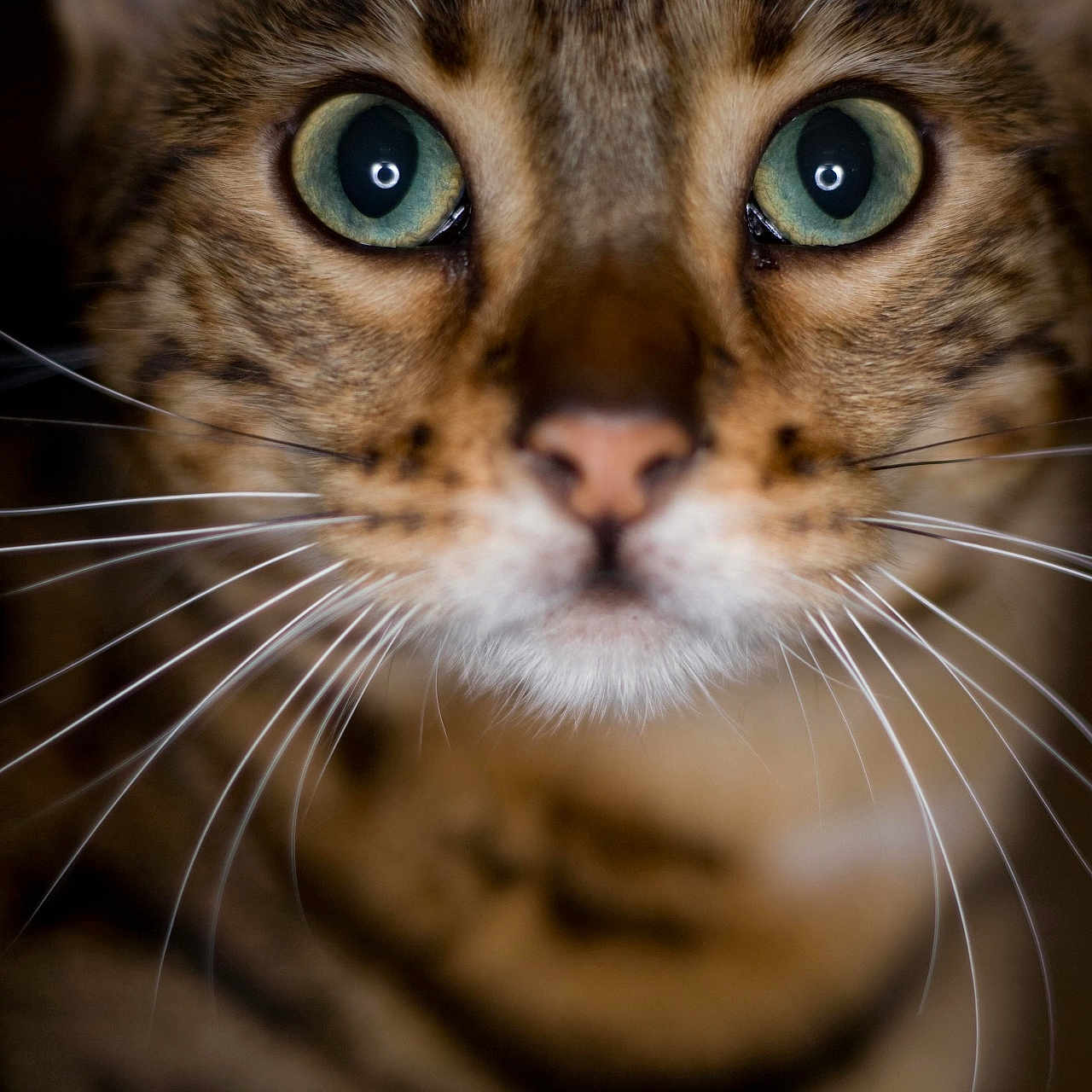 Mishu