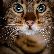 Mishu joined the competition — help win amazing prizes! animal, background_blur, cat, close_up, cute, domestic_animal, face, feline, fur, green_eyes, intense_gaze, macro, mammal, mustache, nose, pet, portrait, sharp_focus, tabby, whiskers