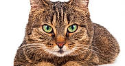 Mishu joined the competition — help win amazing prizes! animal, cat, close_up, cute, domestic_animal, ears, face, feline, fur, green_eyes, lying_down, mammal, paws, pet, portrait, relaxed, studio_shot, tabby_cat, whiskers