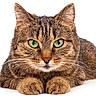animal, cat, close_up, cute, domestic_animal, ears, face, feline, fur, green_eyes, lying_down, mammal, paws, pet, portrait, relaxed, studio_shot, tabby_cat, whiskers
