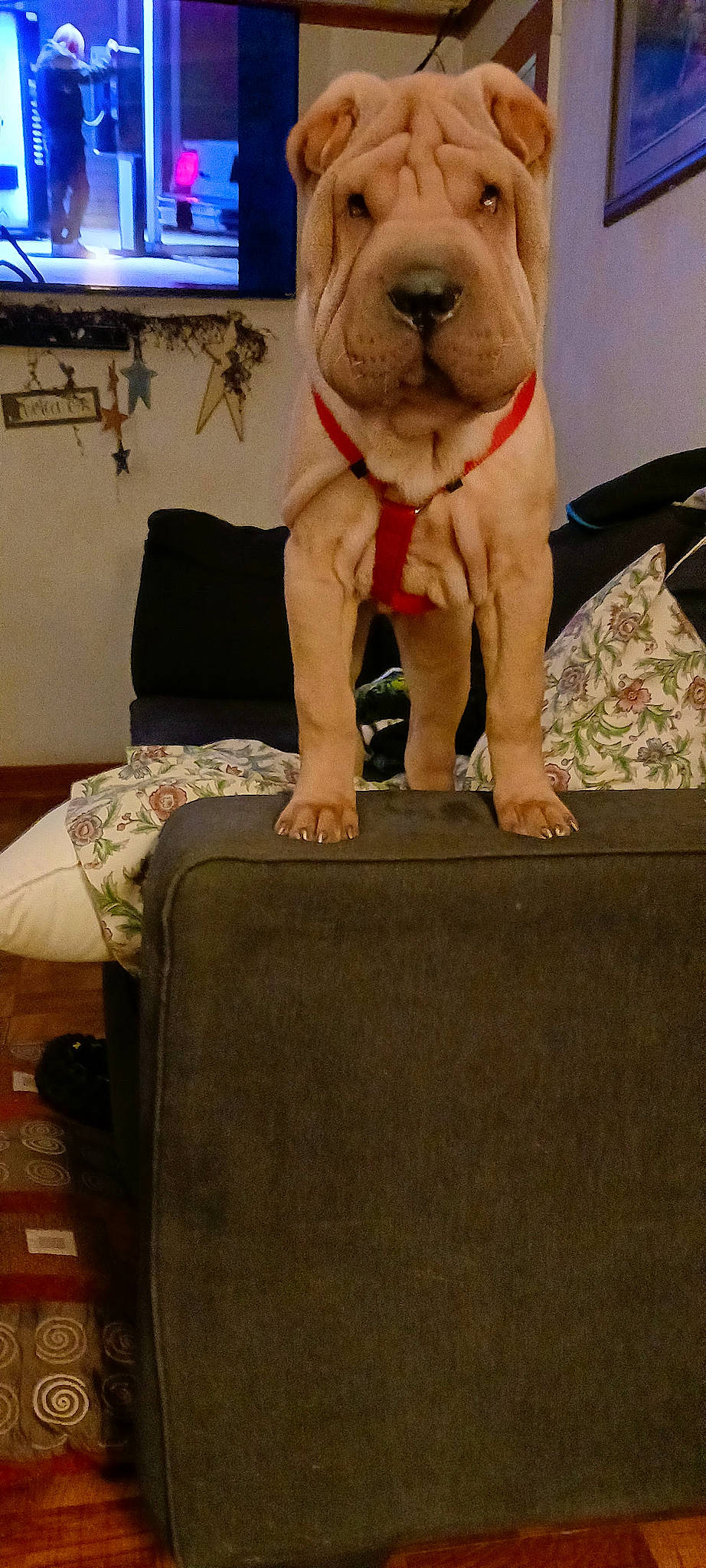 Bear joined the competition — help win amazing prizes! art, bulldog, carpet, comfort, companion_dog, dessert, dog, dog_breed, fawn, flooring, fur, hardwood, linens, room, sculpture, stuffed_toy, toy, wood, working_animal, wrinkle