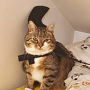 Chichi participe au concours pour gagner de l'argent avec cette photo : cat, tabby_cat, pet, animal, indoor, feline, white_paws, yellow_surface, bed, bedding, soccer_pattern, cardboard, costume, funny, sitting, fur, whiskers, ears, face, cute