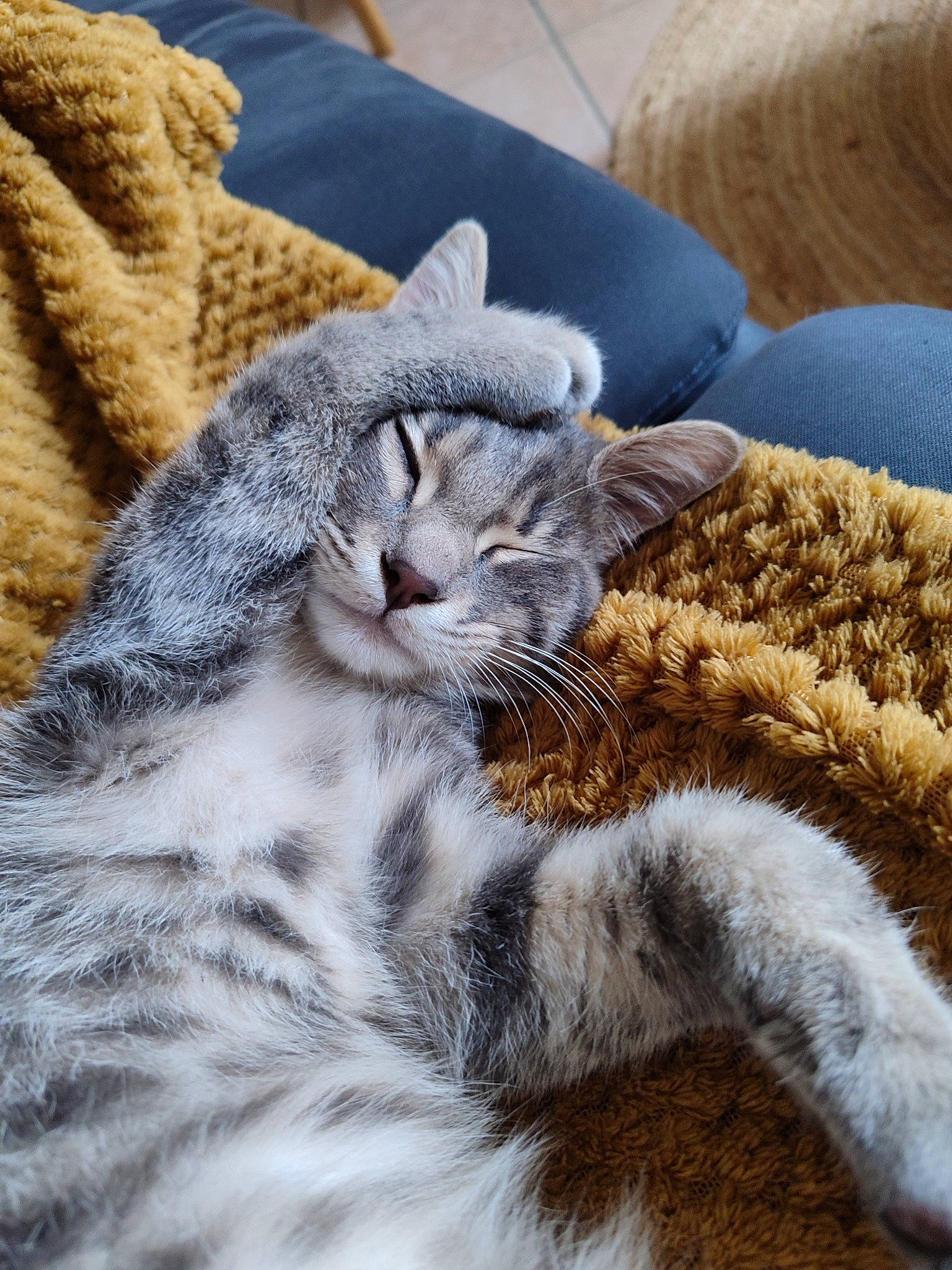 Chachou a rejoint le concours — aidez-le/la à gagner de superbes lots ! carnivore, cat, claw, comfort, couch, domestic_short_haired_cat, felidae, fur, grey, linens, nap, paw, small_to_medium_sized_cats, snout, tail, terrestrial_animal, whiskers, wool