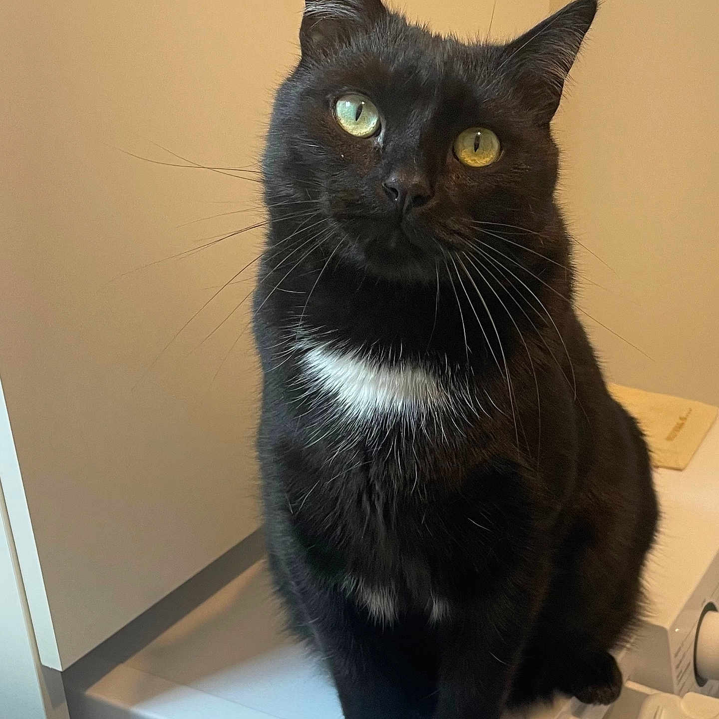 Topaze participe au concours pour gagner de l'argent avec cette photo : animal, appliance, black_cat, cat, close_up, curious, cute, domestic_cat, feline, fur, household, indoor, looking_at_camera, mammal, pet, portrait, sitting, washing_machine, whiskers, white_patch