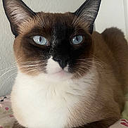 Luna is registered to the contest to win money with this photo: cat, siamese_cat, blue_eyes, pet, animal, fur, whiskers, ears, face, closeup, indoor, resting, cute, mammal, portrait, feline, domestic_animal, laying, cozy, bed