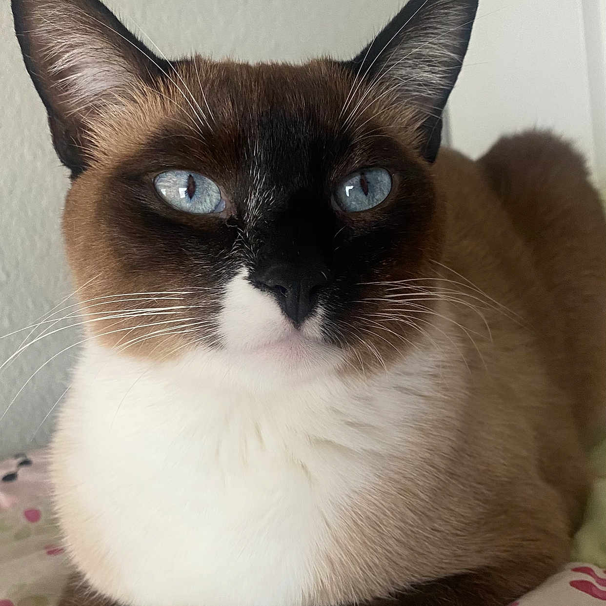 Luna is registered to the contest to win money with this photo: animal, bed, blue_eyes, cat, closeup, cozy, cute, domestic_animal, ears, face, feline, fur, indoor, laying, mammal, pet, portrait, resting, siamese_cat, whiskers