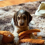 Indigo joined the competition — help win amazing prizes! puppy, dog, toy, plush_toy, rug, carpet, indoor, pet, brown_and_white, cute, animal, paw, white_slipper, floor, cozy, soft, young_dog, lying_down, domestic_animal, playful