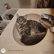 Astrid joined the competition — help win amazing prizes! animal, bathroom, bathtub, cat, cats, curled_up, faucet, feline, home, indoors, kitten, long_hair, looking_at_camera, pet, pet_photography, sink, sitting, striped_fur, tabby_cat, tile