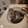 animal, bathroom, bathtub, cat, cats, curled_up, faucet, feline, home, indoors, kitten, long_hair, looking_at_camera, pet, pet_photography, sink, sitting, striped_fur, tabby_cat, tile