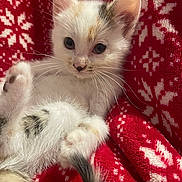 Vénus participe au concours pour gagner de l'argent avec cette photo : abyssinian, angora, animal, blanket, cat, kitten, manx, pet, quilt, siamese, white