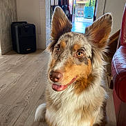 Satheen a rejoint le concours — aidez-le/la à gagner de superbes lots ! animal, attentive, australian_shepherd, canine, companion, dog, domestic, ears_up, fluffy, happy, house, indoor, natural_light, open_door, pet, portrait, red_chair, speaker, tongue_out, wooden_floor