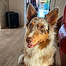 animal, attentive, australian_shepherd, canine, companion, dog, domestic, ears_up, fluffy, happy, house, indoor, natural_light, open_door, pet, portrait, red_chair, speaker, tongue_out, wooden_floor
