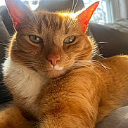 Wink joined the competition — help win amazing prizes! cat, orange_tabby, pet, animal, feline, indoor, couch, sunlight, relaxed, close_up, whiskers, ears, fur, window, daylight, home, domestic, resting, portrait, cozy