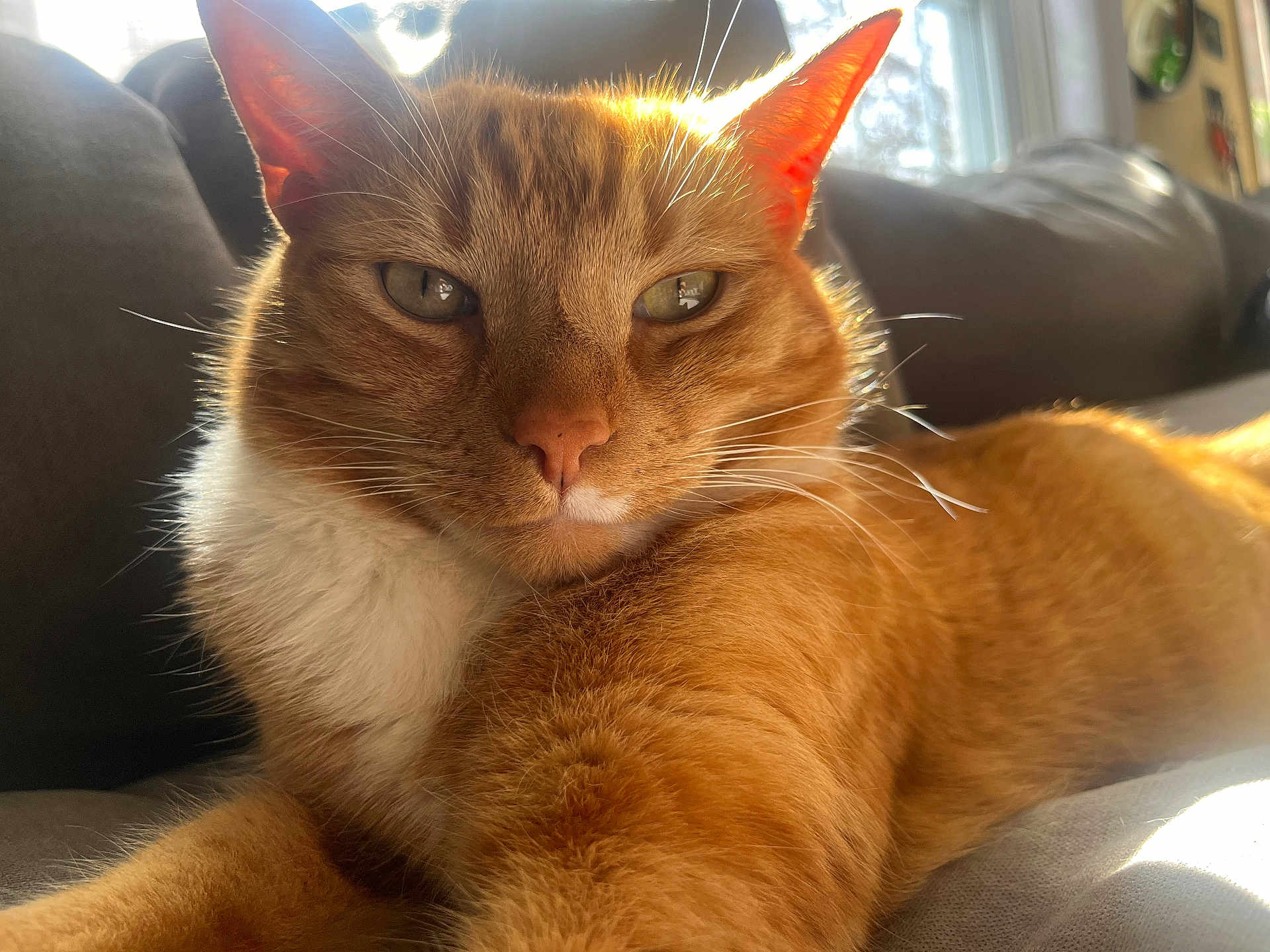 Wink joined the competition — help win amazing prizes! cat, orange_tabby, pet, animal, feline, indoor, couch, sunlight, relaxed, close_up, whiskers, ears, fur, window, daylight, home, domestic, resting, portrait, cozy