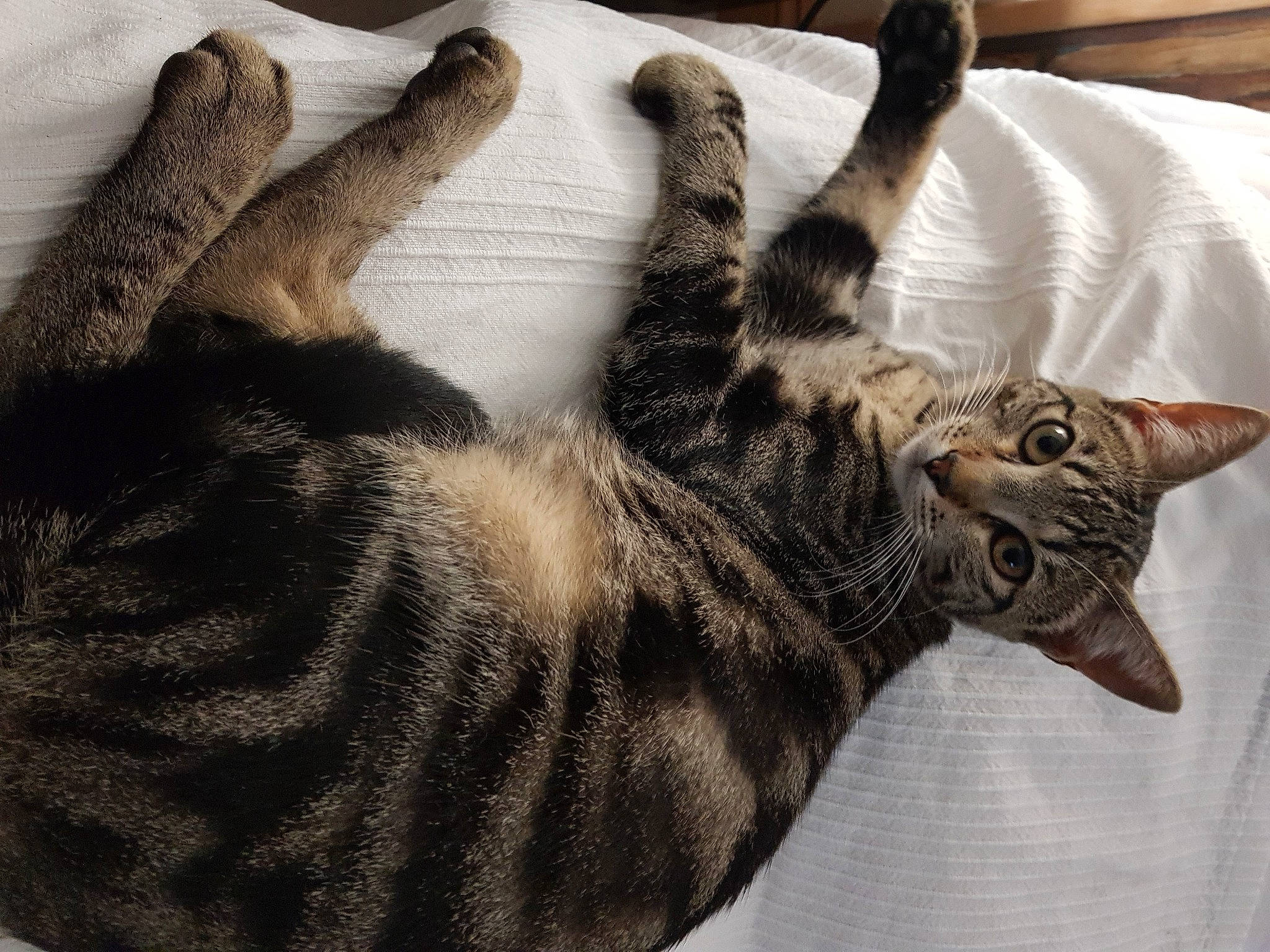 Strass a rejoint le concours — aidez-le/la à gagner de superbes lots ! carnivore, cat, claw, comfort, domestic_short_haired_cat, felidae, fur, gesture, grey, nap, paw, small_to_medium_sized_cats, tail, whiskers