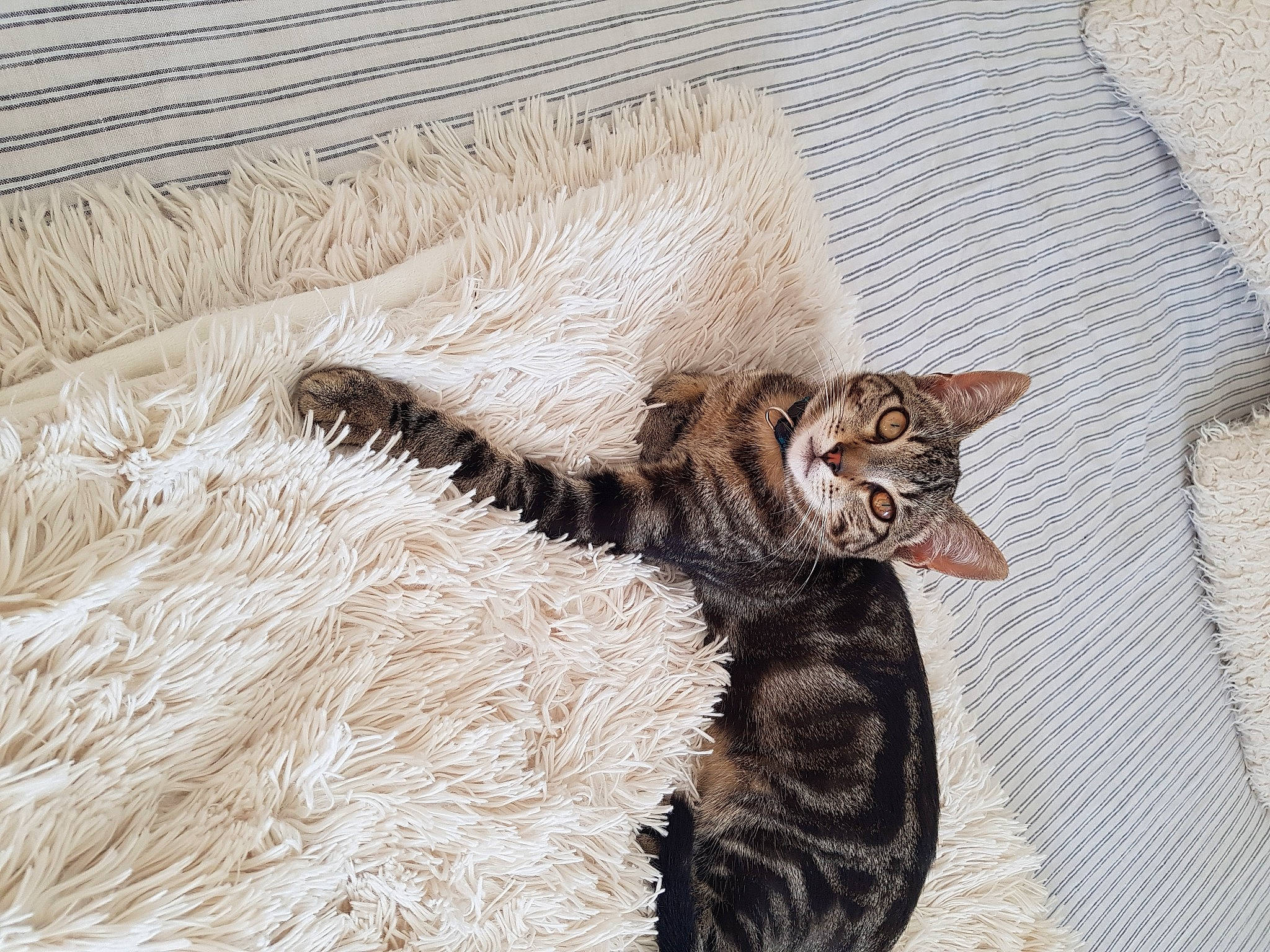 Strass a rejoint le concours — aidez-le/la à gagner de superbes lots ! art, carnivore, cat, cat_bed, claw, comfort, domestic_short_haired_cat, fawn, felidae, fur, nap, painting, paw, small_to_medium_sized_cats, snout, tail, terrestrial_animal, visual_arts, whiskers, wildlife