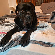 Osy a rejoint le concours — aidez-le/la à gagner de superbes lots ! dog, black_dog, large_dog, bed, blanket, bedding, paw, paws, bedroom, lamp, pillow, headboard, wooden_panel, indoors, pet, portrait, looking_at_camera, cozy, relaxed, nails