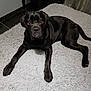 Osy participe au concours pour gagner de l'argent avec cette photo : dog, black_dog, pet, indoor, shaggy_rug, rug, paw, legs, eyes, muzzle, lying_down, looking_up, portrait, home_interior, tile_floor, curtain, furniture, glossy_coat, large_breed, resting