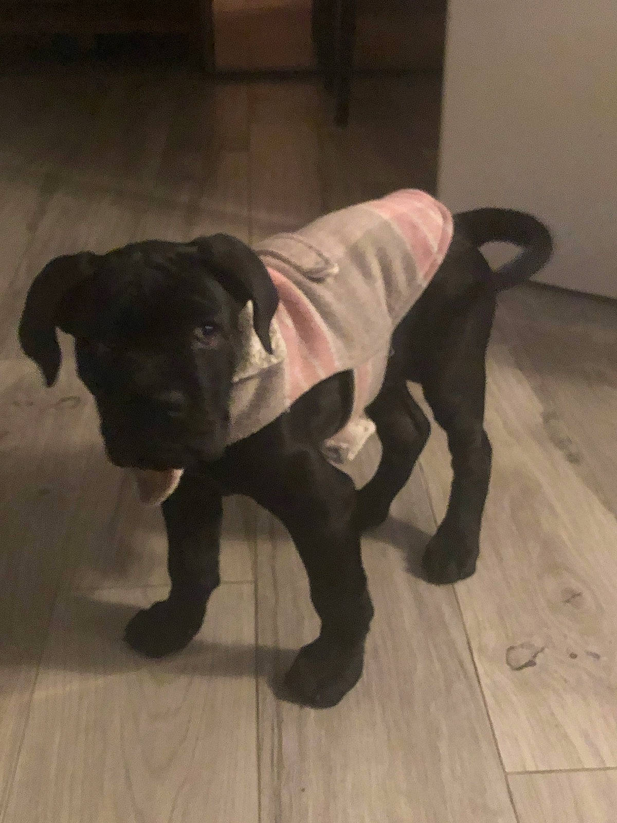 Osi participe au concours pour gagner de l'argent avec cette photo : canidae, carnivore, comfort, companion_dog, dog, dog_breed, fawn, flooring, fur, gun_dog, hardwood, liver, pointing_breed, retriever, snout, sporting_group, tail, terrestrial_animal, wood, working_animal