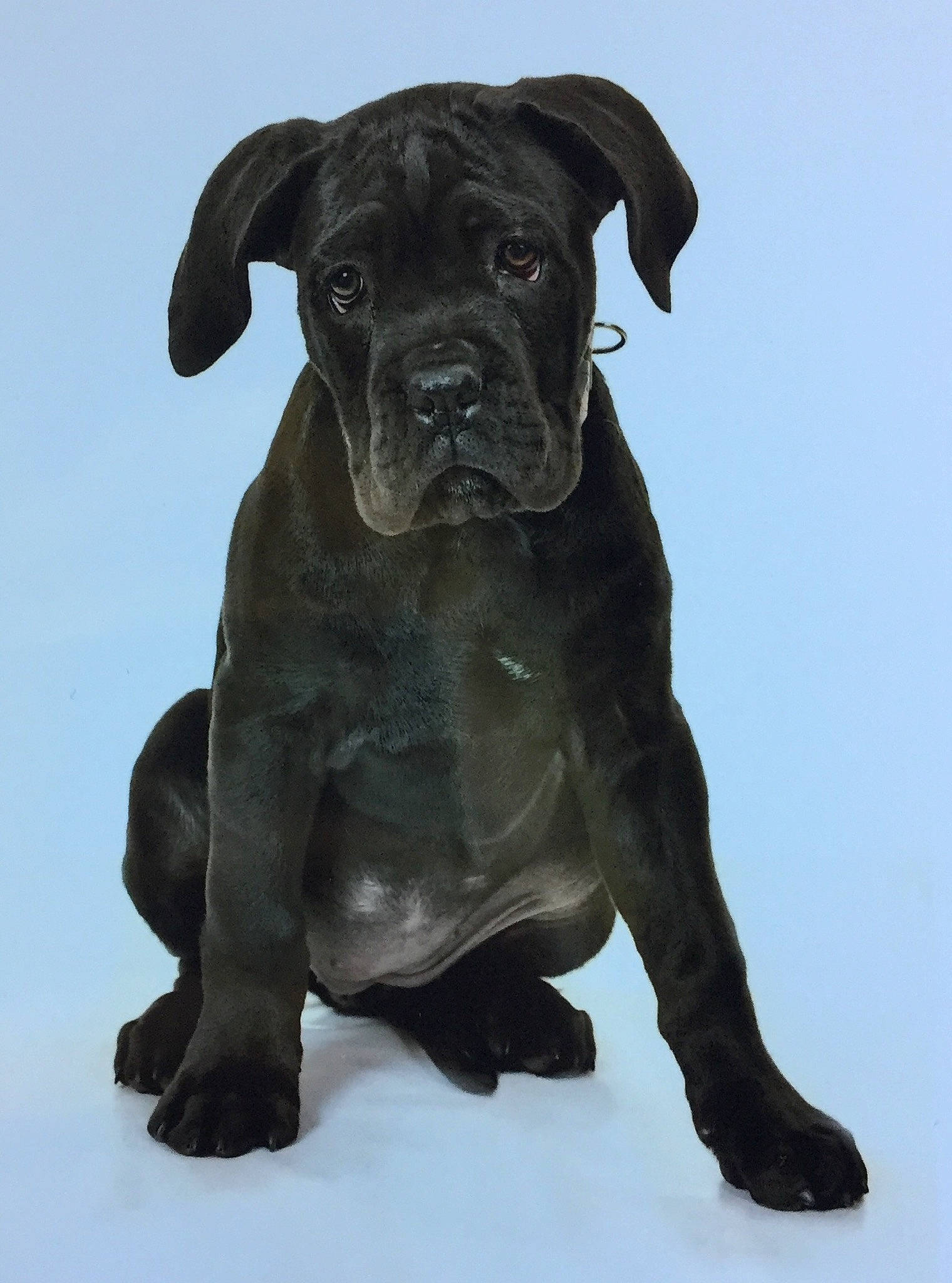 Osi participe au concours pour gagner de l'argent avec cette photo : ancient_dog_breeds, borador, canidae, carnivore, companion_dog, dog, dog_breed, dog_collar, electric_blue, fawn, guard_dog, liver, non_sporting_group, puppy, snout, sporting_group, terrestrial_animal, whiskers, working_animal, working_dog