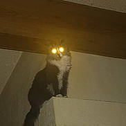 Piper joined the competition — help win amazing prizes! cat, indoor, ledges, glowing_eyes, flash, dark, wall, ceiling, feline, shadow, black_and_white_cat, animal, pet, fur, whiskers, tail, quiet, still, curious, perched