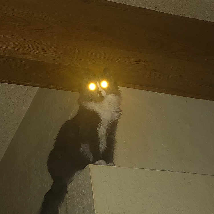 Piper joined the competition — help win amazing prizes! cat, indoor, ledges, glowing_eyes, flash, dark, wall, ceiling, feline, shadow, black_and_white_cat, animal, pet, fur, whiskers, tail, quiet, still, curious, perched