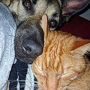 Vicky participe au concours pour gagner de l'argent avec cette photo : dog, cat, ginger_cat, canine, feline, close_up, pet, pets, cozy, snuggling, sleeping, nose, whiskers, ear, blanket, human_hand, indoor, flash, portrait, cuddle