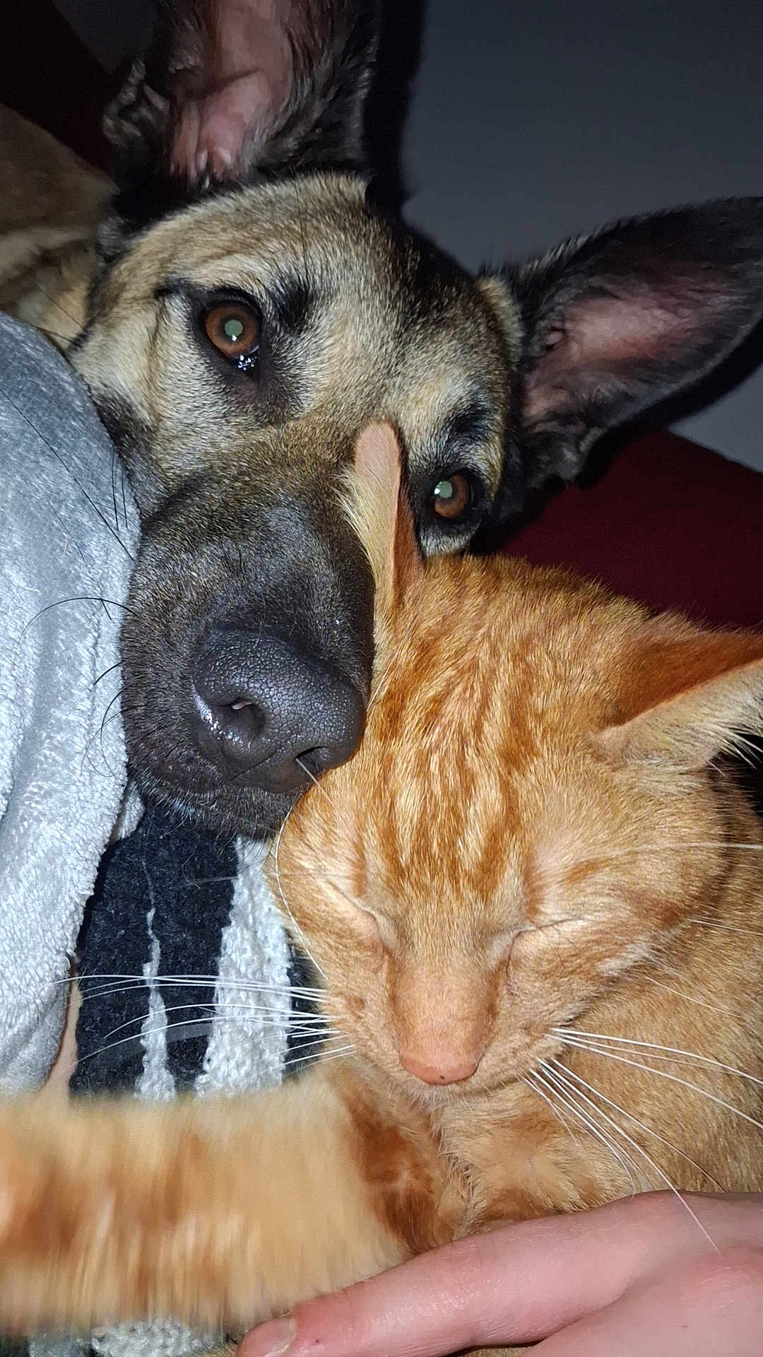 Vicky participe au concours pour gagner de l'argent avec cette photo : dog, cat, ginger_cat, canine, feline, close_up, pet, pets, cozy, snuggling, sleeping, nose, whiskers, ear, blanket, human_hand, indoor, flash, portrait, cuddle