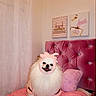 Chloe joined the competition — help win amazing prizes! dog, puppy, white_dog, fluffy, small_dog, pet, animal, dinosaur_hood, pink, costume, smiling, sitting, portrait, indoors, living_room, couch, pet_bed, pillow, wall_art, curtain