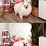 Chloe joined the competition — help win amazing prizes! dog, pomeranian, small_dog, fluffy, white_fur, pink_fur, pink_paws, pet, christmas, holiday, festive, ho_ho_ho, indoor, living_room, houseplant, basket, wood_floor, portrait, standing, cute