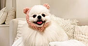 Chloe is registered to the contest to win money with this photo: dog, white_dog, fluffy, small_dog, pet, animal, bear_hood, knitted_clothing, pink, cute, happy, smiling, tongue, portrait, indoors, living_room, sofa, blanket, pillows, cozy