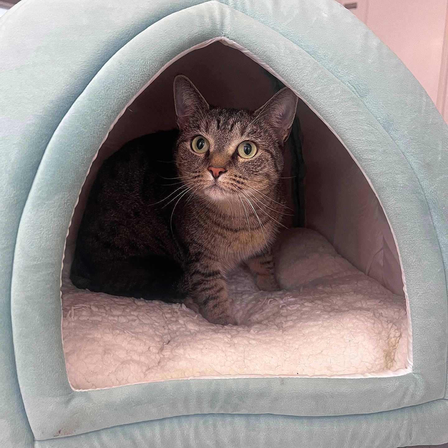 Bish Bish joined the competition — help win amazing prizes! animal, bed, cat, cat_house, comfortable, cozy, curious, cute, ears, feline, fur, home, indoor, looking, pet, plush, resting, soft, tabby, whiskers