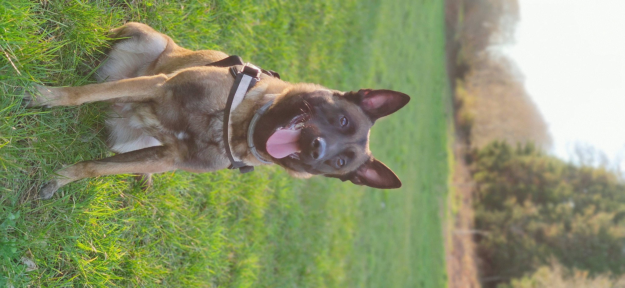 Kelya participe au concours pour gagner de l'argent avec cette photo : canidae, carnivore, collar, companion_dog, dog, dog_breed, fawn, grass, guard_dog, liver, plant, snout, sporting_group, tail, terrestrial_animal, tree, whiskers, wildlife, wood, working_animal