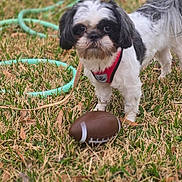 Mochi is registered to the contest to win money with this photo: dog, dogs, shih_tzu, small_breed, puppy, black_and_white, red_harness, grass, outdoors, garden_hose, football, toy_ball, pet, animal, standing, portrait, playtime, sports, lawn, cute