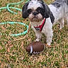 dog, dogs, shih_tzu, small_breed, puppy, black_and_white, red_harness, grass, outdoors, garden_hose, football, toy_ball, pet, animal, standing, portrait, playtime, sports, lawn, cute