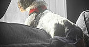 Mochi joined the competition — help win amazing prizes! dog, small_dog, shaggy_dog, red_collar, pet, animal, sitting, couch, sofa, window, curtains, sunlight, indoors, home, portrait, black_and_white, dramatic_lighting, backlighting, cozy, tail