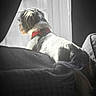 dog, small_dog, shaggy_dog, red_collar, pet, animal, sitting, couch, sofa, window, curtains, sunlight, indoors, home, portrait, black_and_white, dramatic_lighting, backlighting, cozy, tail