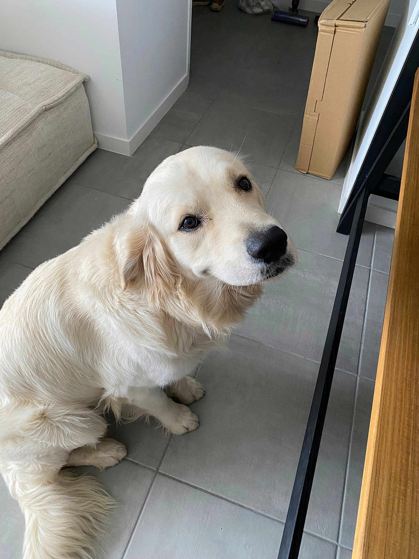 Viper a rejoint le concours — aidez-le/la à gagner de superbes lots ! dog, golden_retriever, pet, indoor, floor, tile, animal, fur, looking_up, canine, mammal, domestic_animal, home, furniture, beige, tail, ears, snout, cute, companion