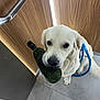 dog, white_dog, indoor, floor, tile_floor, bottle, green_bottle, leash, blue_leash, wooden_wall, metal_handle, pet, animal, sitting, looking_up, floor_tiles, canine, domestic_animal, cute, waiting