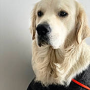 Viper participe au concours pour gagner de l'argent avec cette photo : dog, golden_retriever, pet, animal, portrait, fur, canine, mammal, cute, domestic_animal, indoor, closeup, face, looking_away, whiskers, ears, black_shirt, red_stripe, calm, fluffy