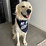 Viper participe au concours pour gagner de l'argent avec cette photo : dog, golden_retriever, indoor, bandana, pet, floor, tile, animal, mammal, sitting, tongue_out, happy, canine, domestic_animal, fur, companion, cute, household, decor, portrait
