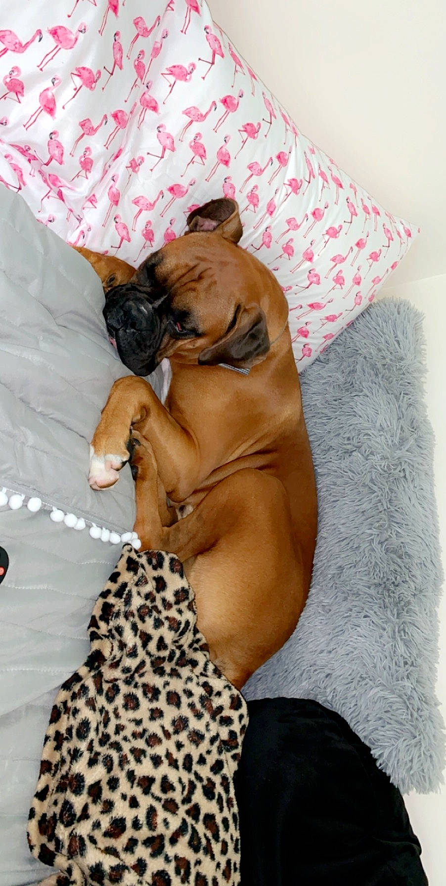 Cooper is registered to the contest to win money with this photo: boerboel, boxer, bullmastiff, canidae, carnivore, companion_dog, dog, dog_breed, fawn, mammal, non_sporting_group, old_english_bulldog, puppy, puppy_love, snout