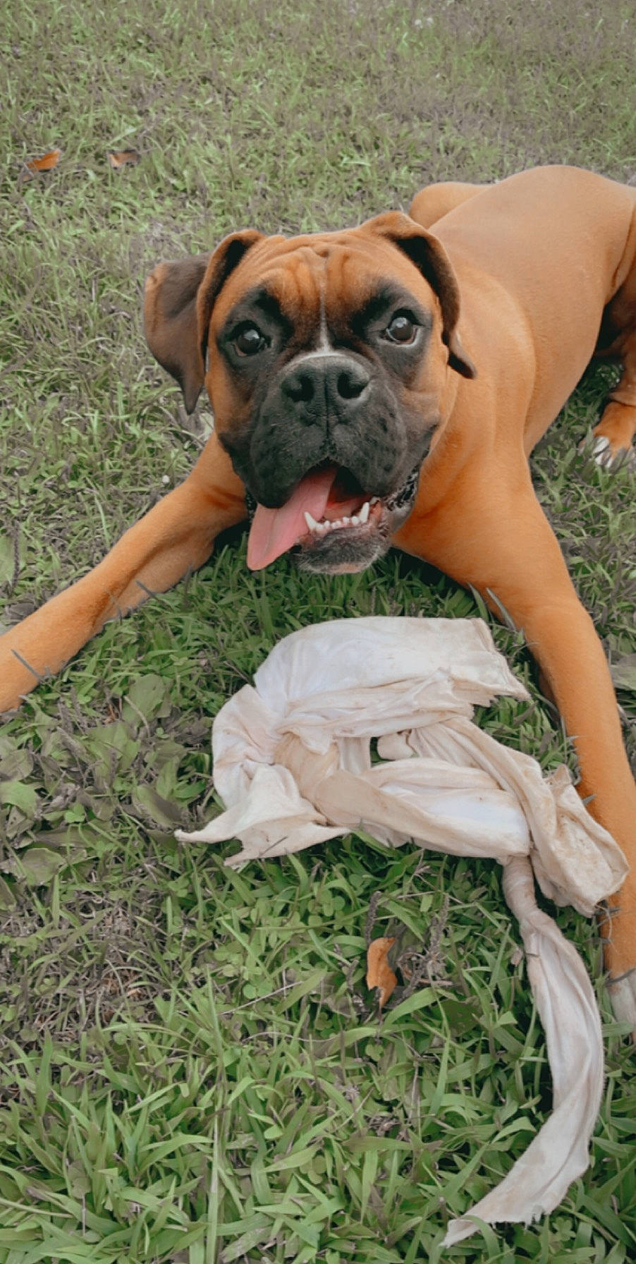 Cooper joined the competition — help win amazing prizes! boerboel, boxer, bulldog, bullmastiff, canidae, carnivore, companion_dog, dog, dog_breed, english_mastiff, fawn, grass, mammal, molosser, perro_de_presa_mallorquin, rare_breed_dog, snout, sporting_group, vertebrate, working_dog