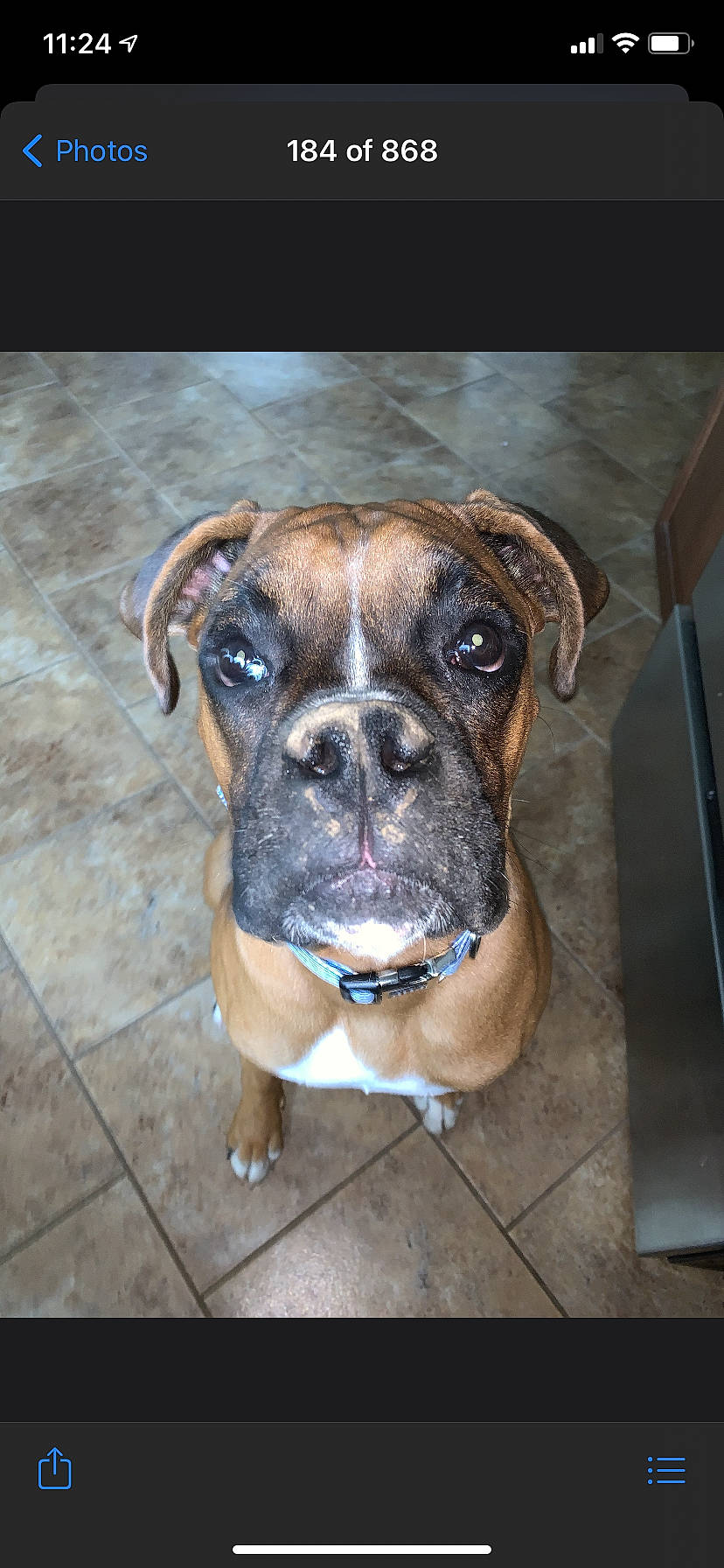 Cooper joined the competition — help win amazing prizes! boxer, bulldog, canidae, carnivore, collar, companion_dog, dog, dog_breed, dog_collar, fawn, mammal, molosser, olde_english_bulldogge, rare_breed_dog, renascence_bulldogge, snout, sporting_group, valley_bulldog, vertebrate, working_dog